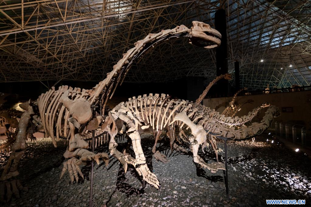 Yunnan: Fósiles de dinosaurios hallados en la prefectura autónoma de la  etnia yi de Chuxiong 