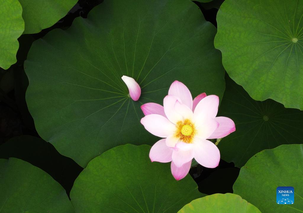 Imágenes de flores de loto - CHINA-AMÉRICA DEL NORTE_Xinhua Español