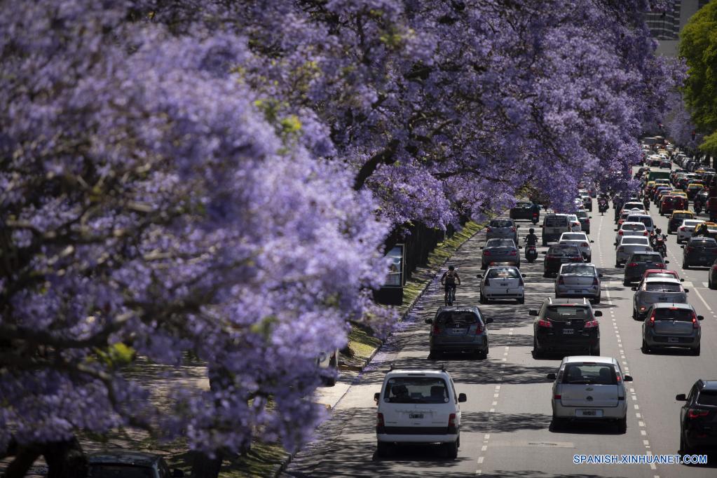 Flores de jacaranda en la ciudad de Buenos Aires, Argentina|  