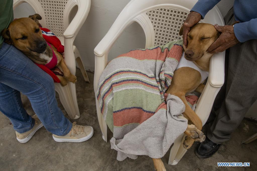 Per Campa a de esterilizaci n y salud para mascotas