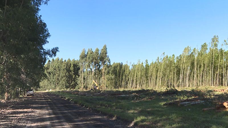 Reducci&oacute;n arancelaria de China beneficia producci&oacute;n forestal argentina