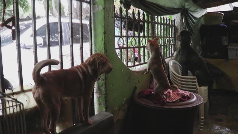 Centro de rescate de animales en Honduras mantiene su labor a pesar de la pandemia