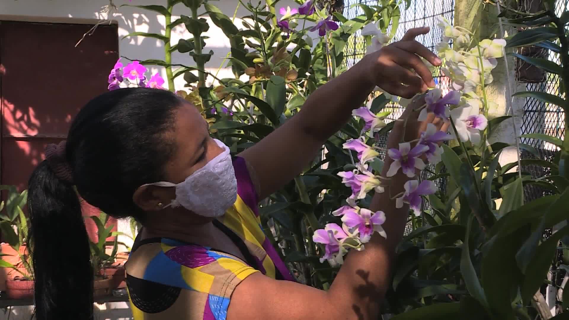Matrimonio cubano convierte su casa en el  "Arca de Noé"  de las orquídeas