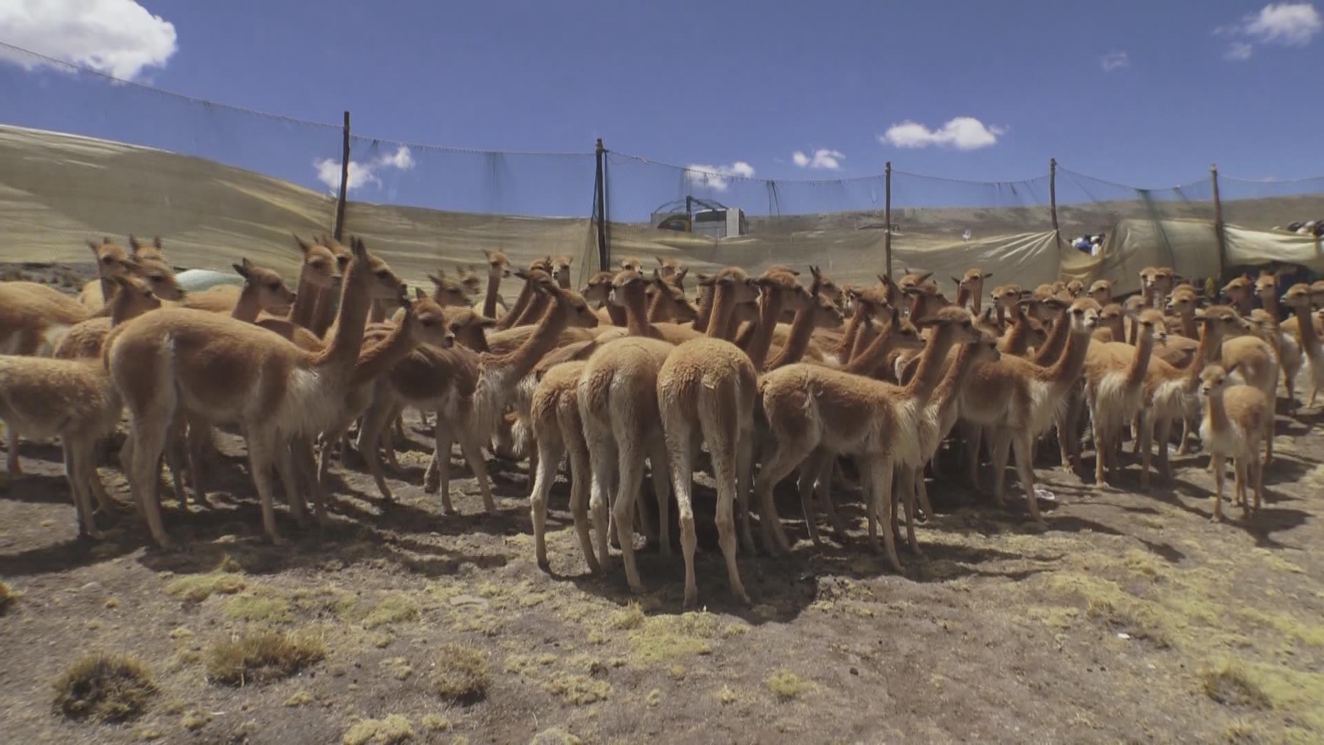 Bolivia revaloriza trabajo comunitario y aprovechamiento sostenible de la vicuña