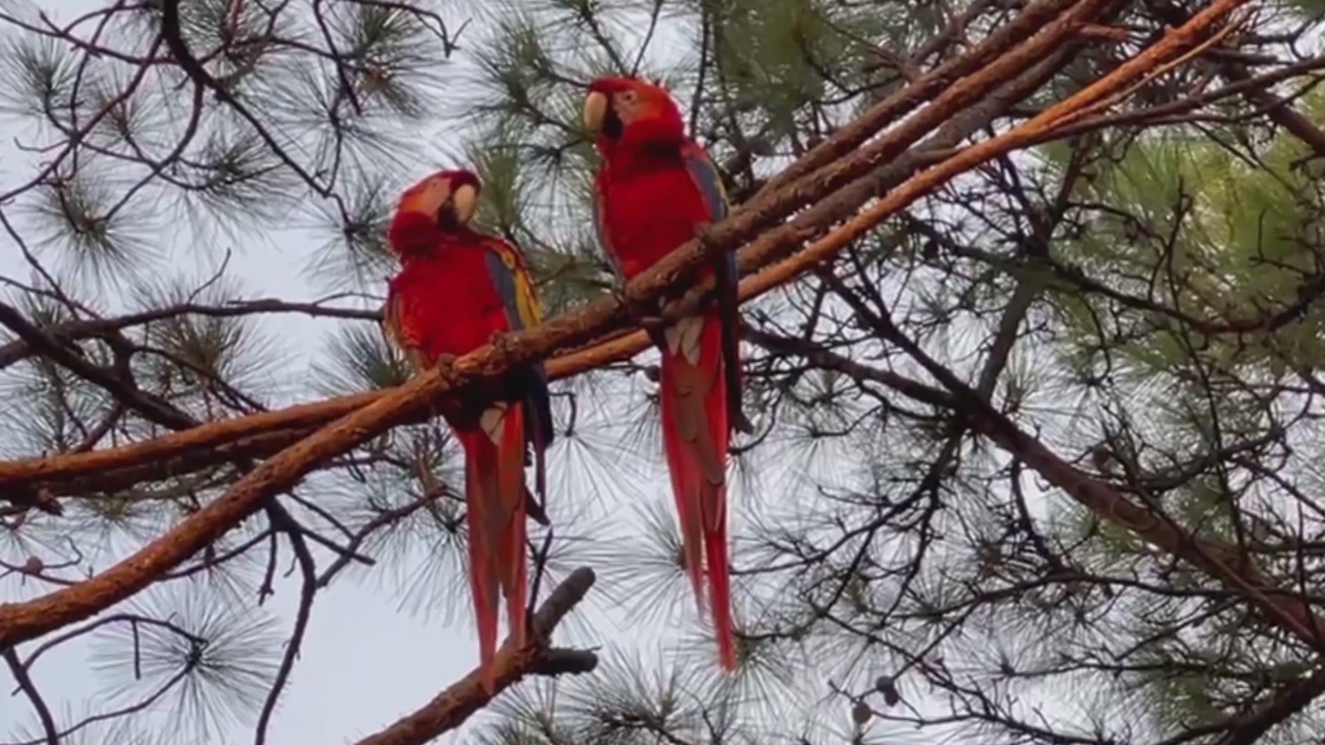 Honduras promueve campaña para proteger la guara roja, el ave nacional del país