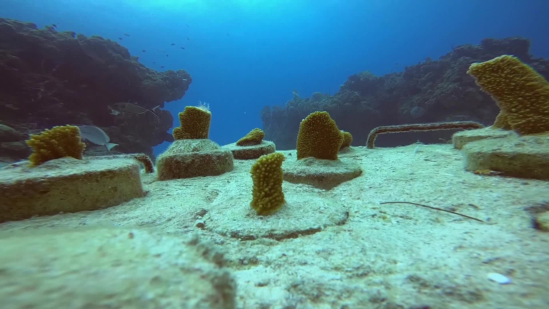 Restauran biodiversidad de ensambles de peces en arrecifes coralinos del Caribe mexicano