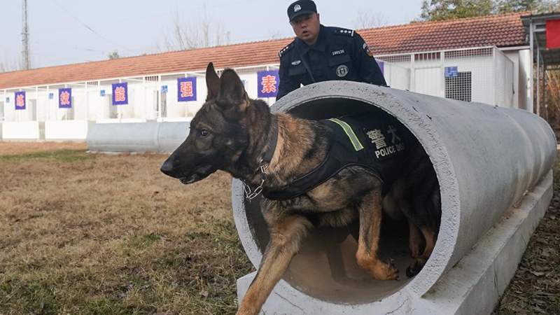 Hubei: Entrenan perros policía en Wuhan para garantizar seguridad de pasajeros durante próxima temporada alta de viajes de Festival de Primavera