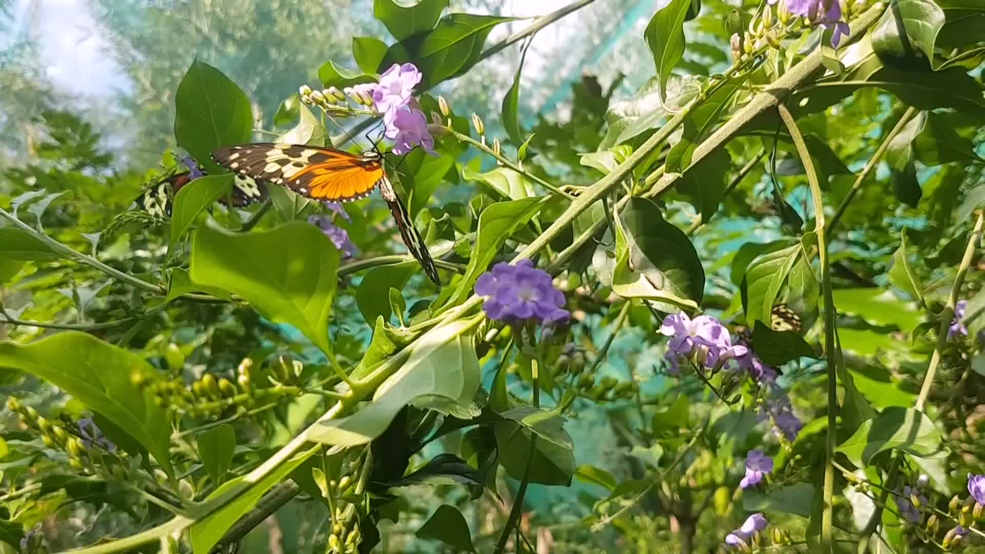 Salvadoreño ayuda a conservar especies de mariposas en peligro de extinción