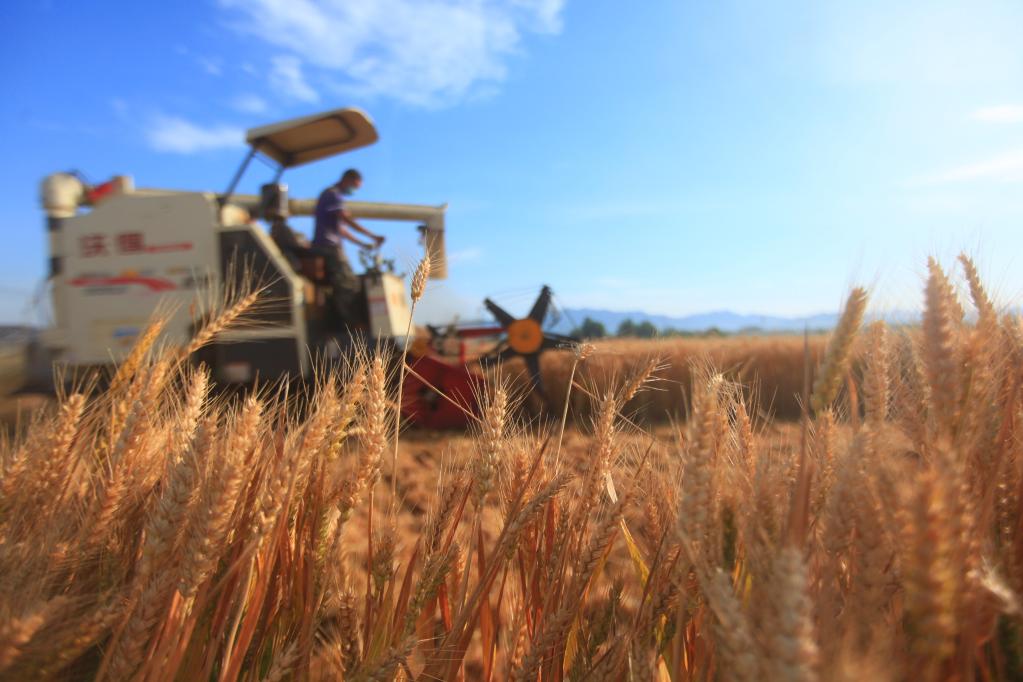 Producción de granos de China se mantendrá estable en 2022