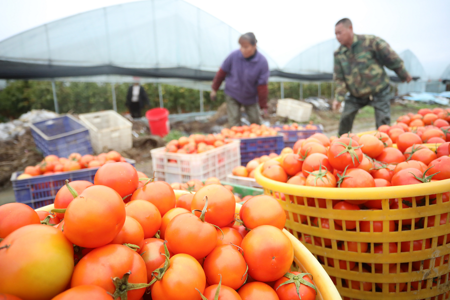 Aumentan exportaciones de verduras de China en 2022
