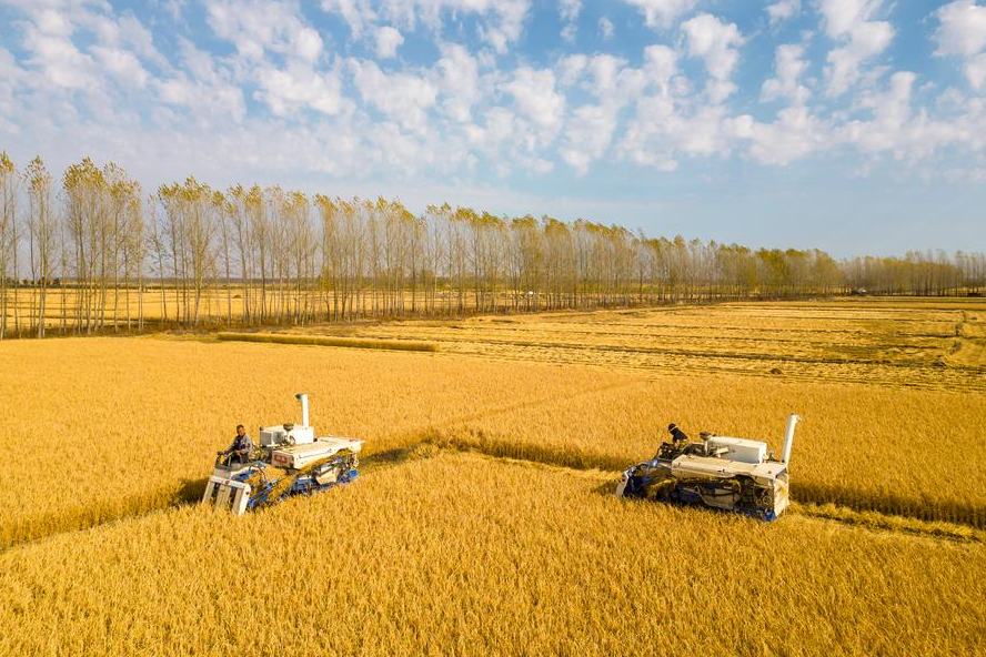 Cosechado casi 70% de cereales de otoño en China