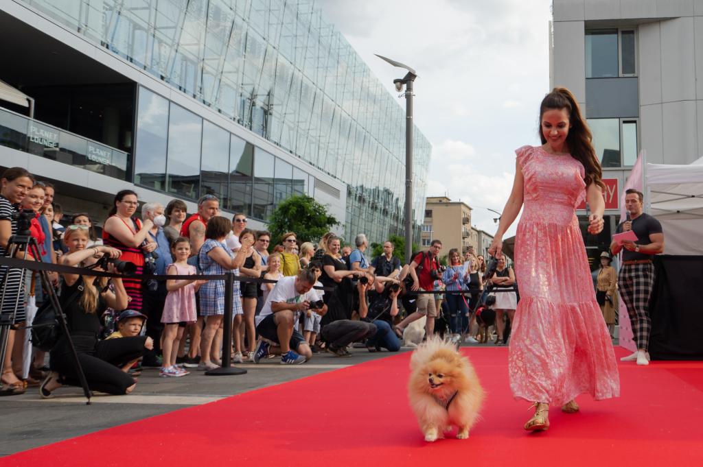 Desfile de modas Perros en la Alfombra Roja en Budapest, Hungría