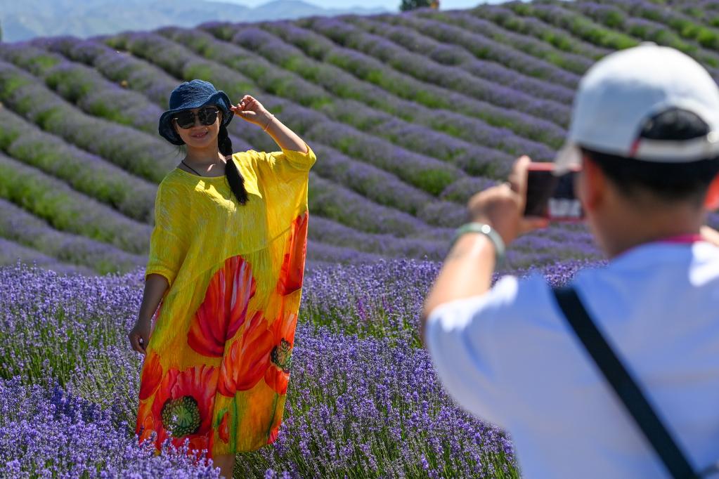 Xinjiang: Granja de lavanda en el distrito de Huocheng