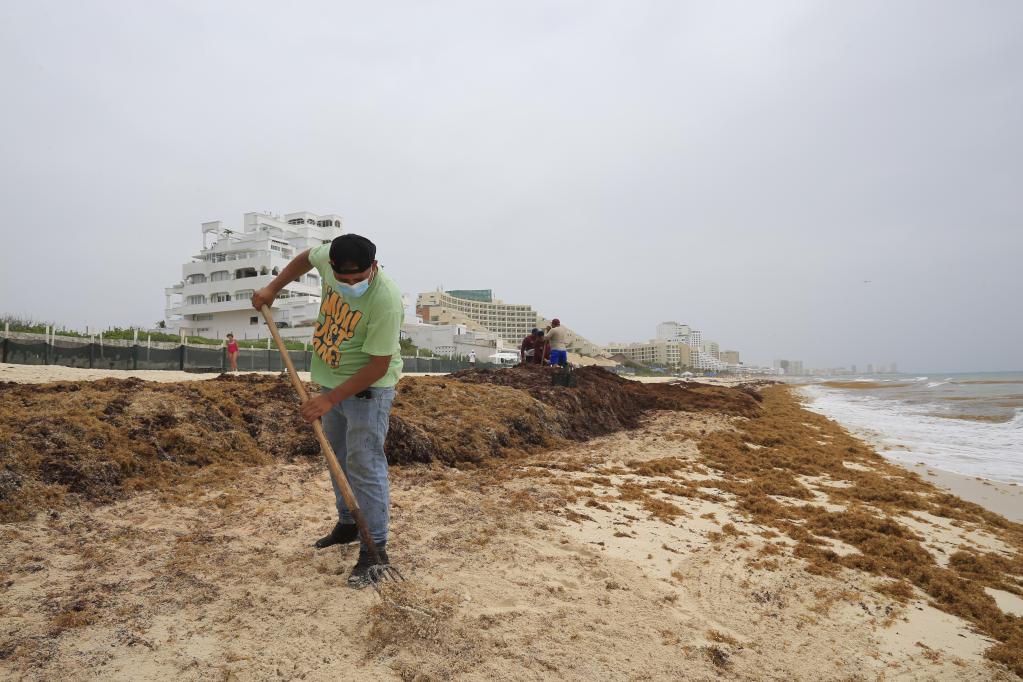 Trabajadores retiran sargazo acumulado en Playa Marlín, México