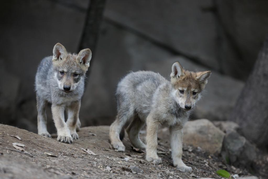 Cachorros de lobo mexicano en Zoológico de Chapultepec en México
