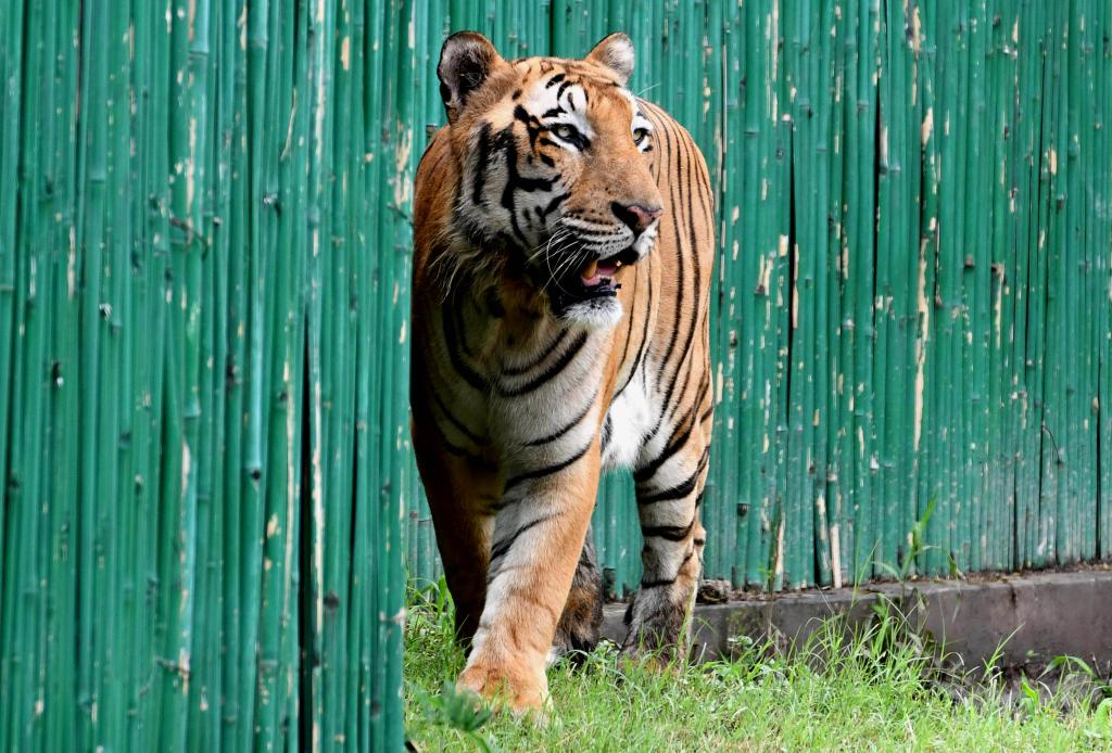 Zoológico de Delhi en India