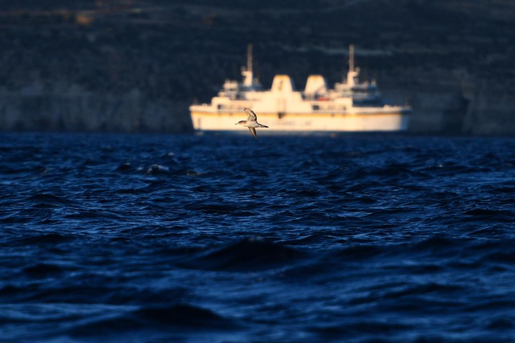 Aves vuelan sobre superficie del mar en Gozo, Malta
