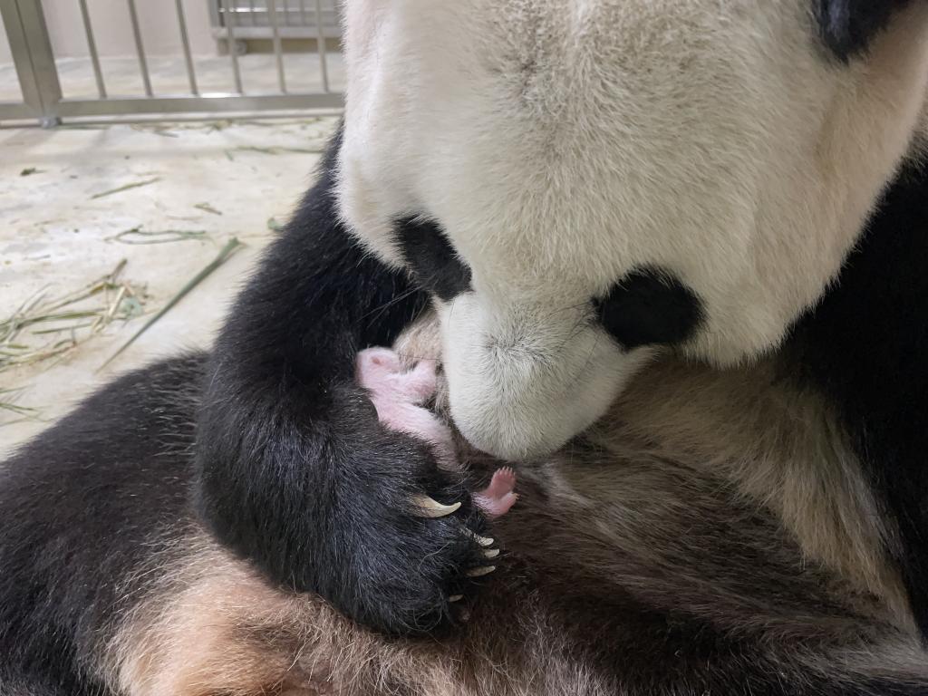Singapur atestigua primer nacimiento de panda gigante