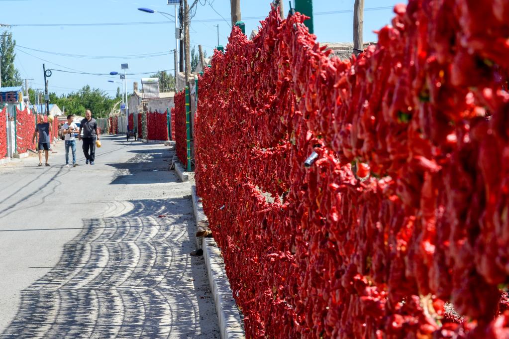Pimientos rojos en Barkol, Xinjiang
