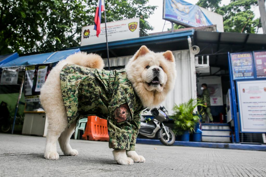 para agregar Complacer ego Filipinas: Fabio, un perro Chow Chow apodado con cariño "Oficial Cachorro  1"| Spanish.xinhuanet.com
