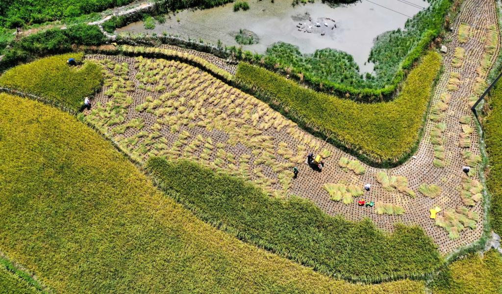Agricultores cosechan arroz con cáscara en Hunan