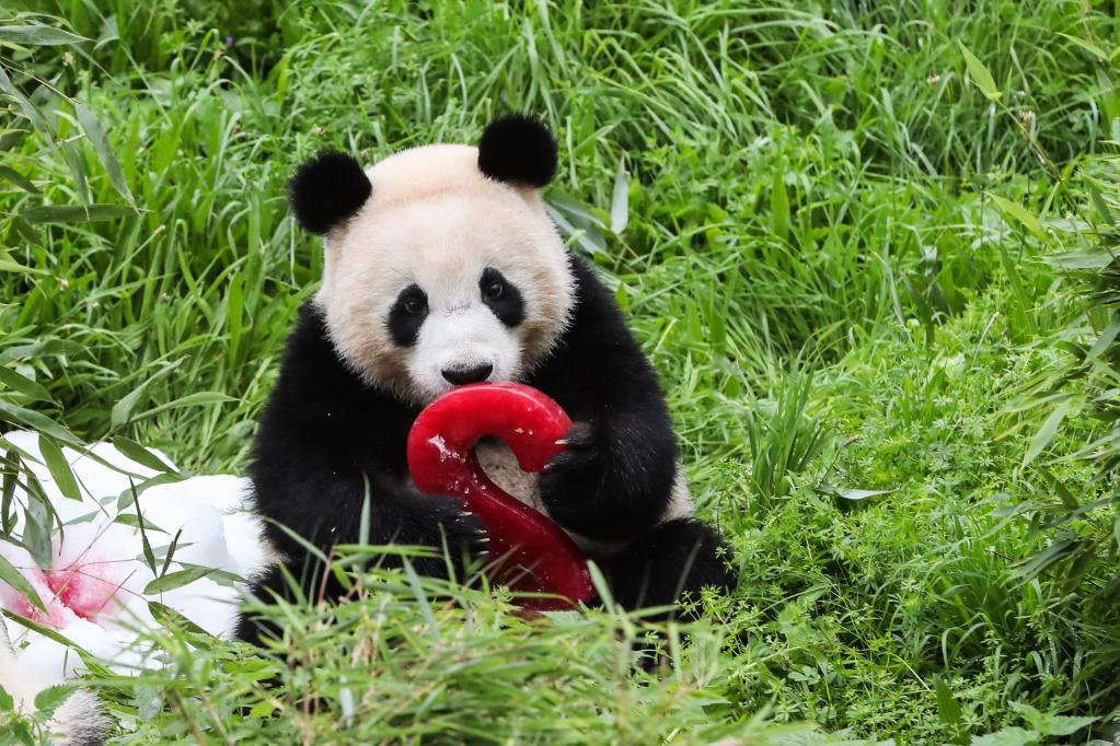 Panda gigante Meng Yuan disfruta de "pastel de cumpleaños" en Zoológico de Berlín