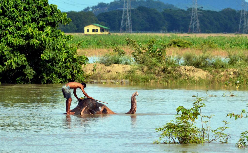 India: Guardias forestales bañan elefantes