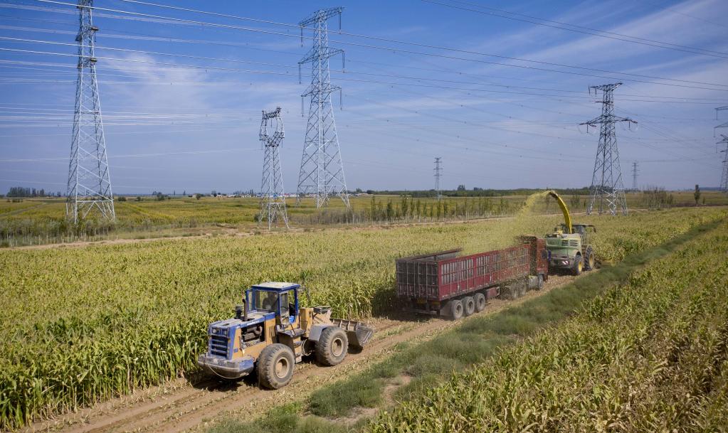 Agricultores operan segadoras para recolectar cosechas de maíz en Pingluo, Ningxia