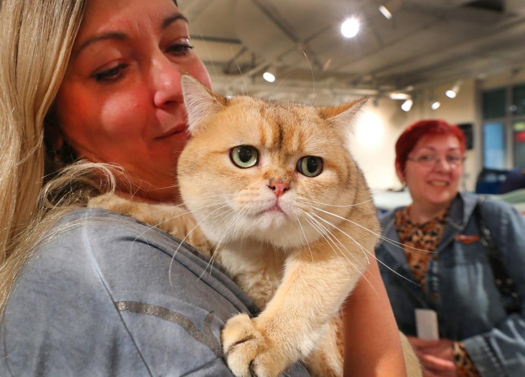 Exposición de gatos en Minsk, Bielorrusia