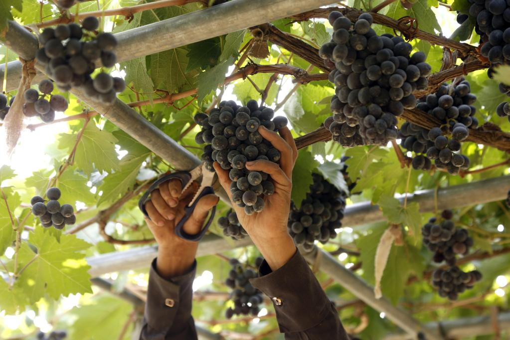 Cosecha de uvas en Yemen