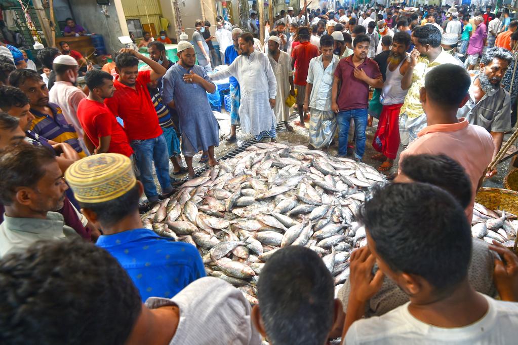 Peces ilish en una estación de desembarque de pescado en Chandpur, Bangladesh