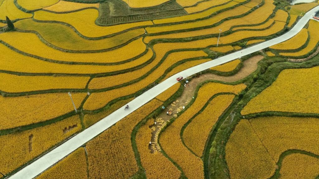 Guizhou: Campos de arroz en aldea de Jinpi en distrito de Longli