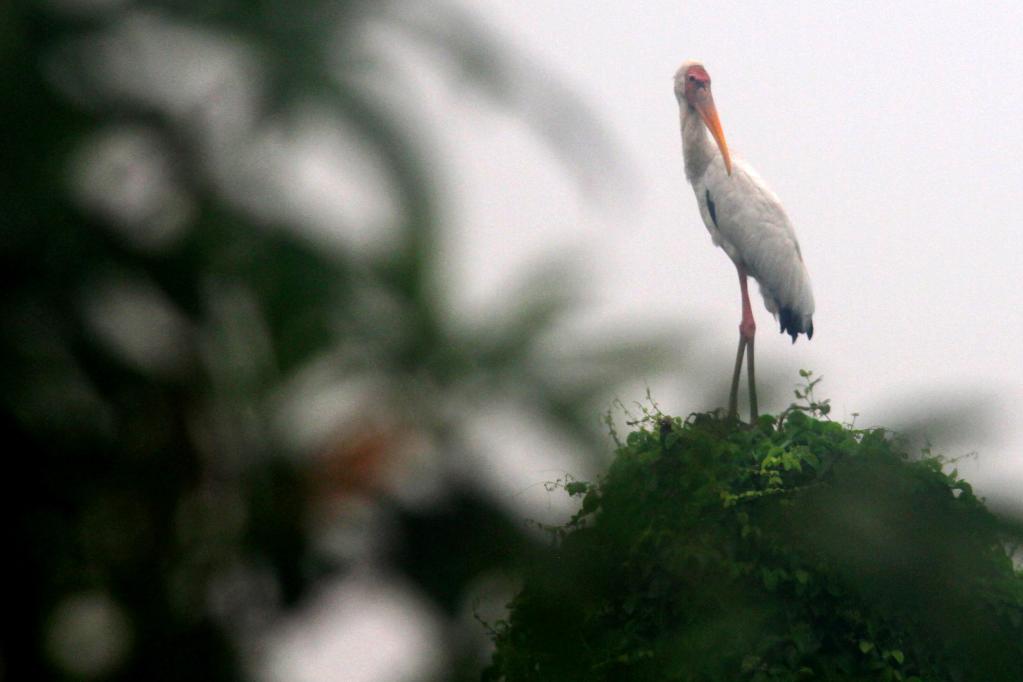 Zona costera de Yakarta, un hábitat para aves acuáticas