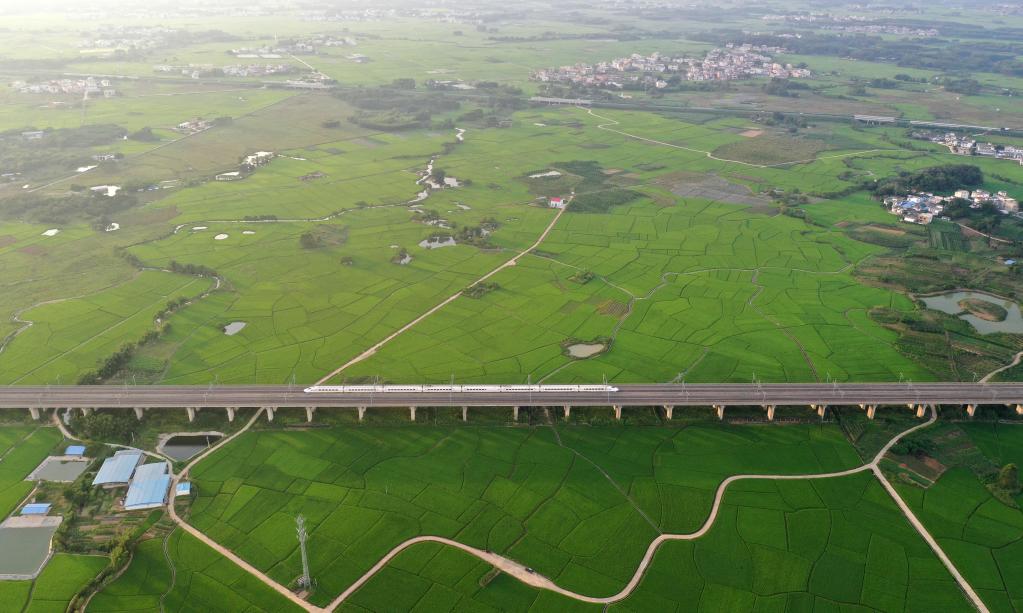 Tren bala circula sobre campos de arroz en poblado de Gula en Guangxi