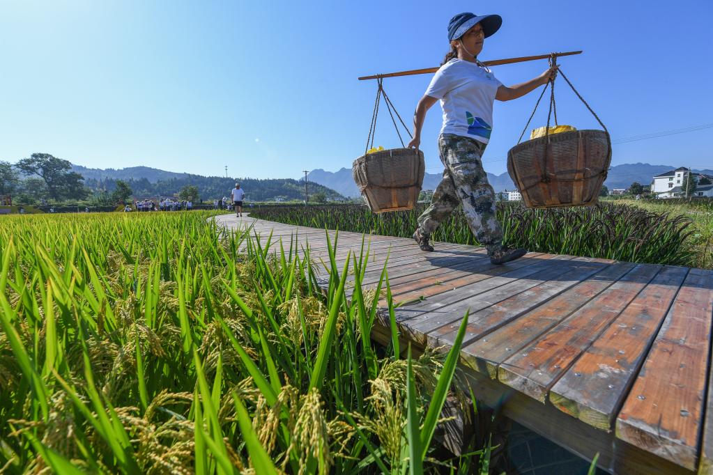 Zhejiang: Agricultores participan en juegos de trabajo agrícola en municipio de Datong de Jiande