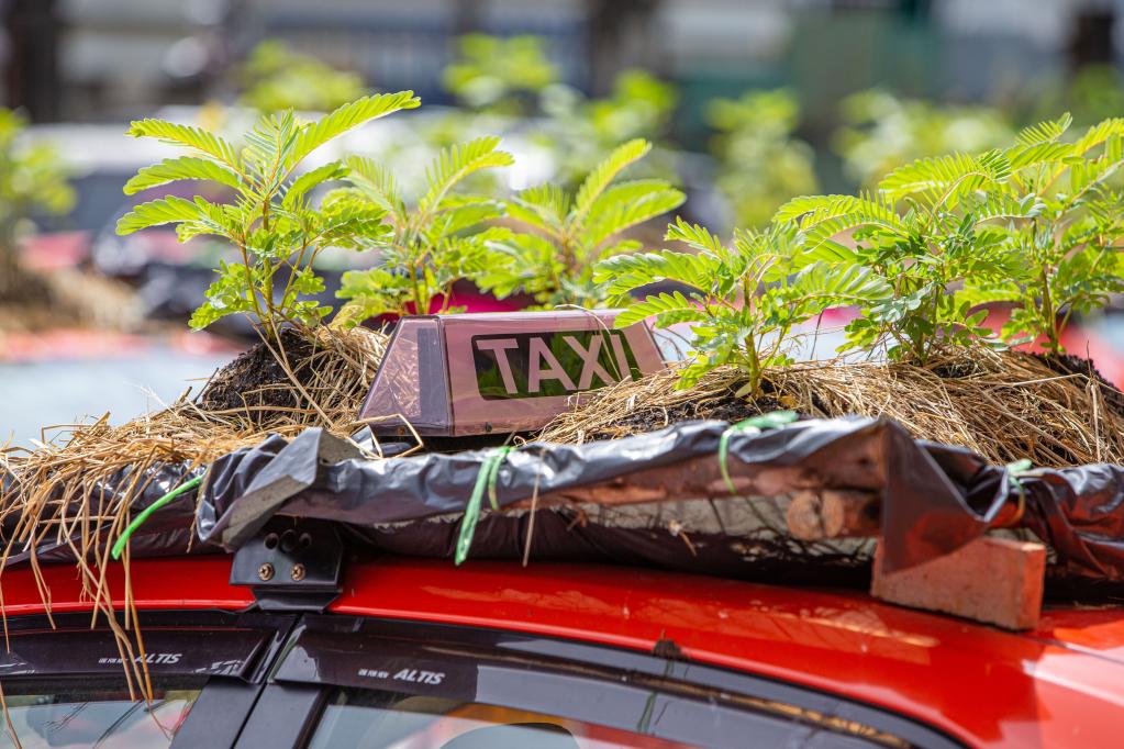 Taxis utilizados para cultivar verduras en un estacionamiento en Bangkok
