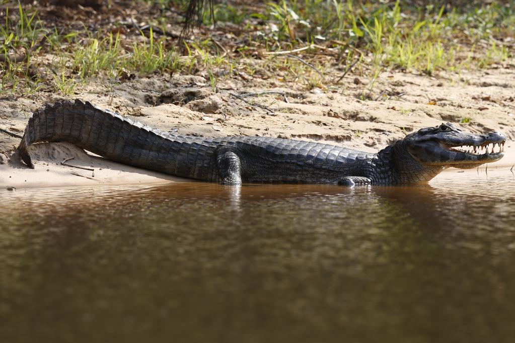 Brasil: El Pantanal, el humedal más grande del mundo