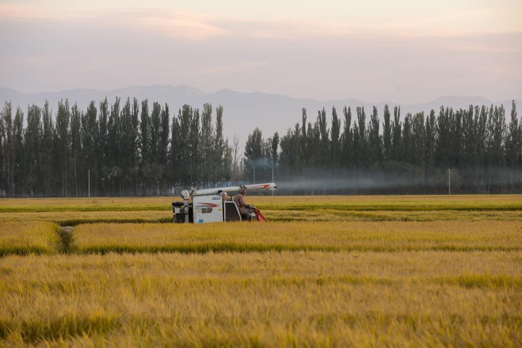 Cosecha de arroz en Kekedala, Xinjiang