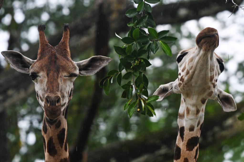 Dos jóvenes jirafas de Rothschild en su debut ante el público en el Zoológico de Singapur