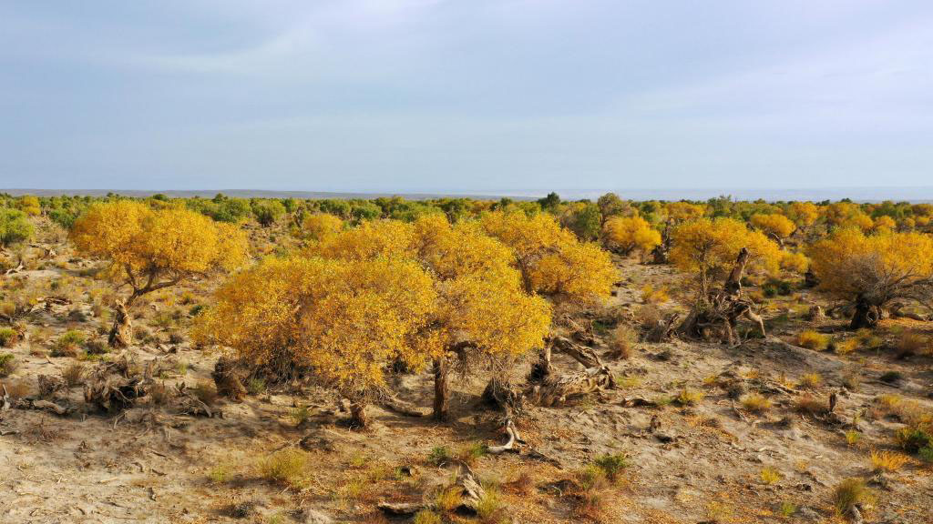 Bosque de álamos del desierto en distrito de Yiwu de Hami, Xinjiang