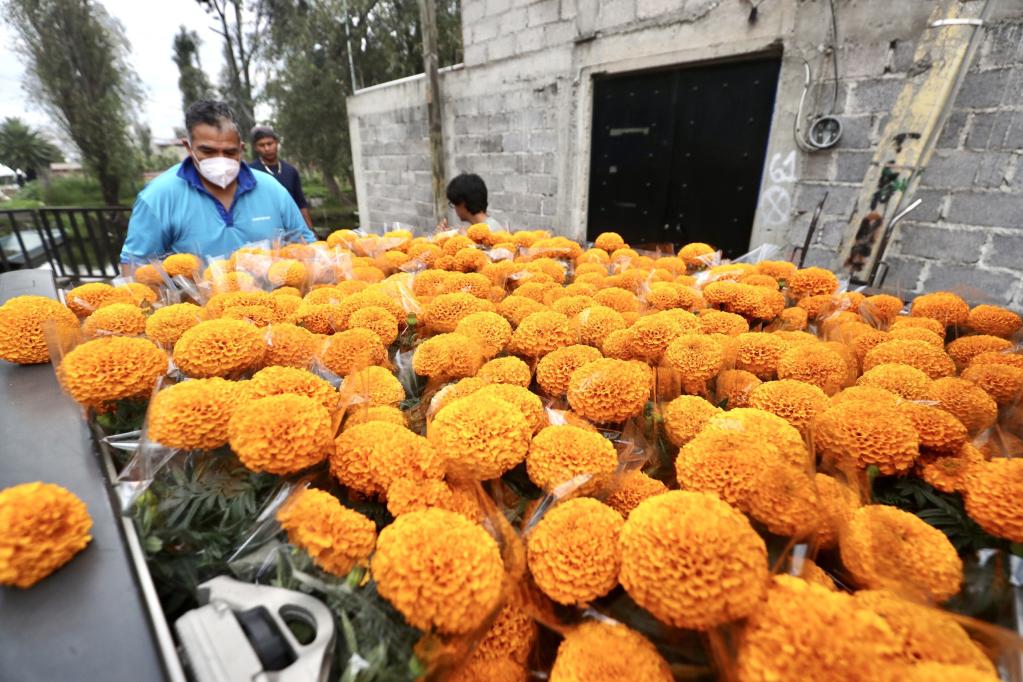 Floricultores de flores de cempasúchil listos para la tradicional fiesta del Día de los Muertos