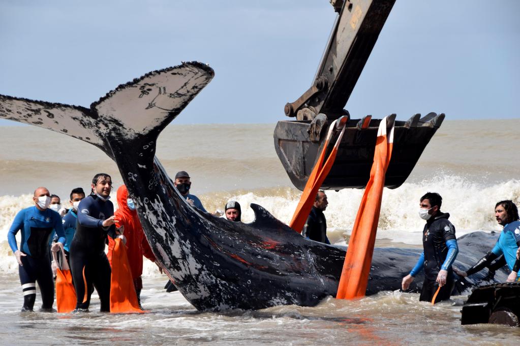 Argentina: Rescatistas regresan al mar a dos ballenas varadas