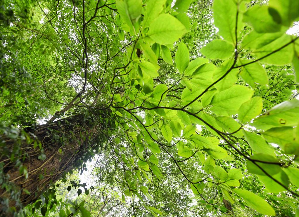 Sichuan: Parque forestal de la ciudad de Longquanshan en Chengdu