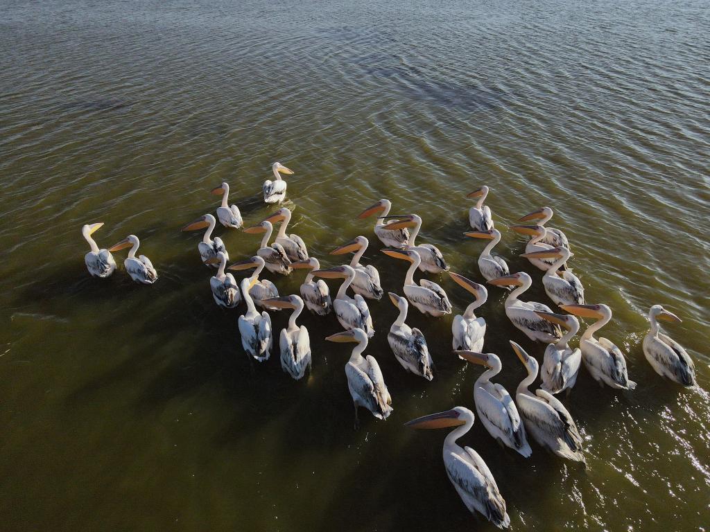 Pelícanos en lago Mogan en Ankara, Turquía