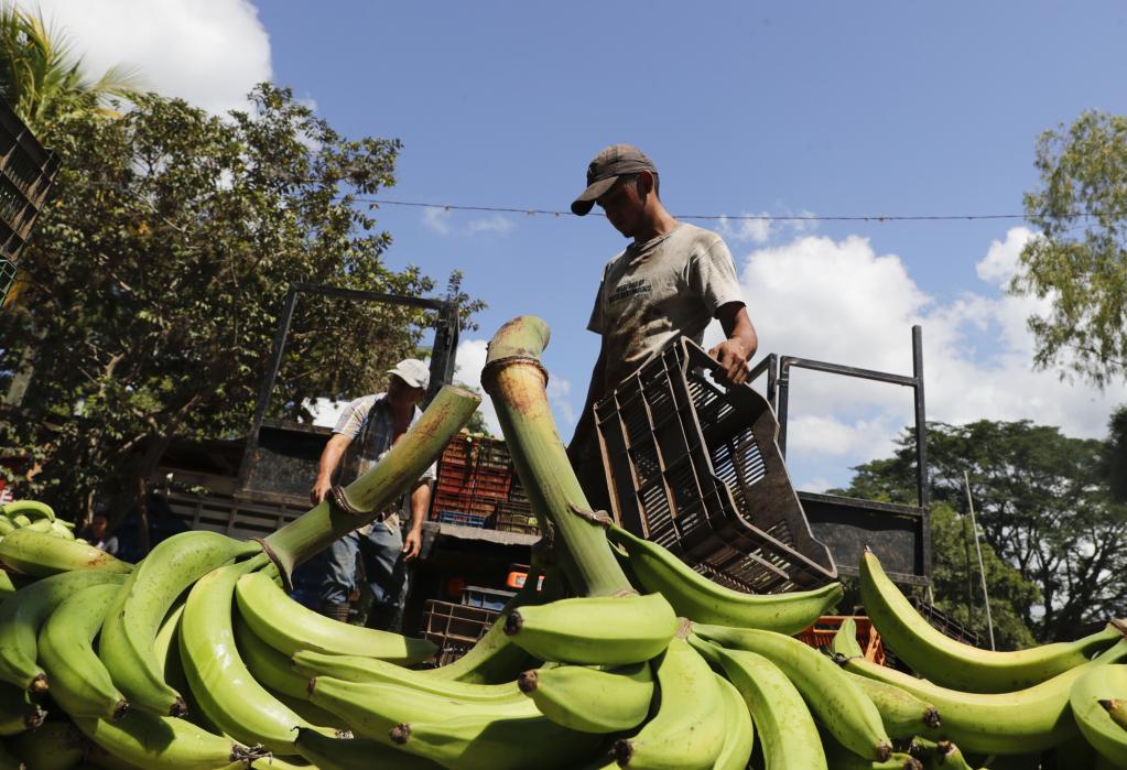 Comercialización de plátanos en departamento de Francisco Morazán, Honduras