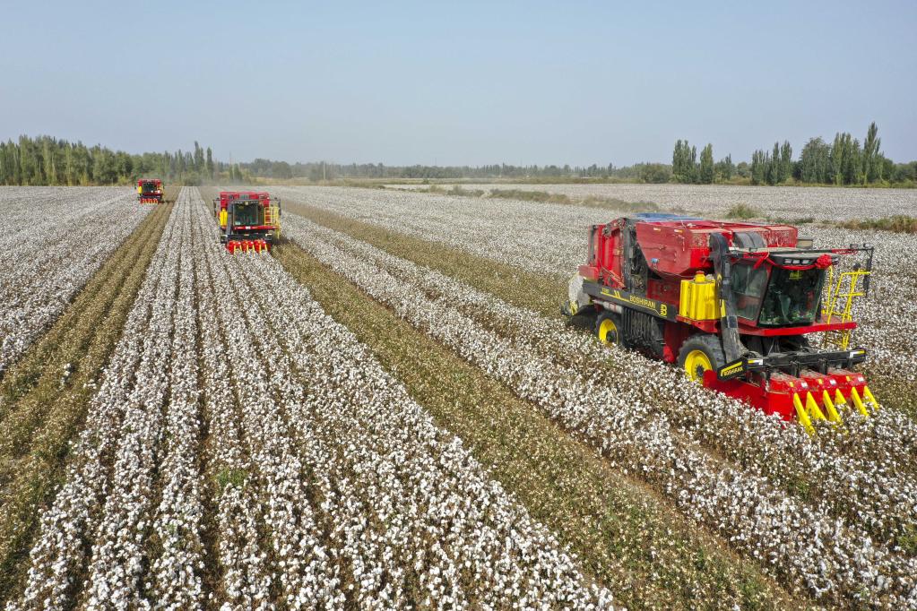 Recolectores de algodón trabajan en campos en Yuli, Xinjiang