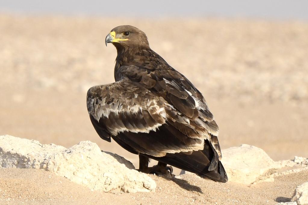 Águila esteparia en un desierto en la Gobernación de Jahra, Kuwait
