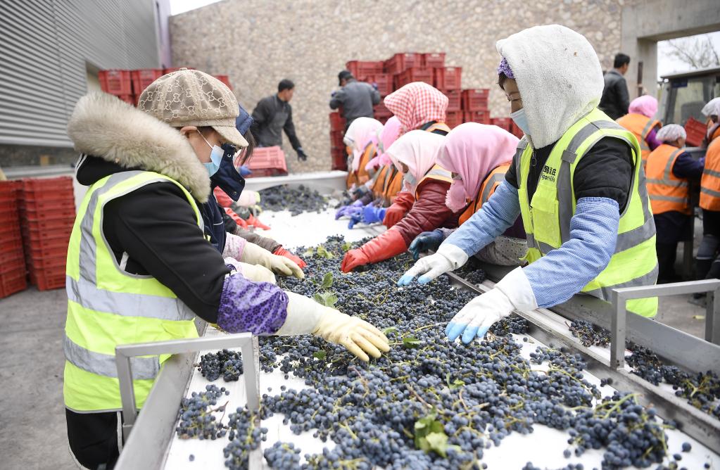 Temporada de cosecha en los viñedos en Ningxia