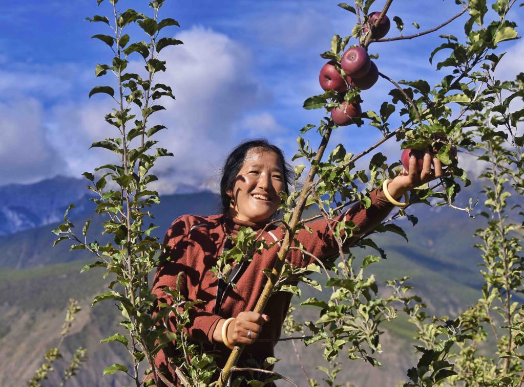 Sichuan: Qingde aprovecha condiciones geográficas y climáticas locales para promover plantación de manzanas