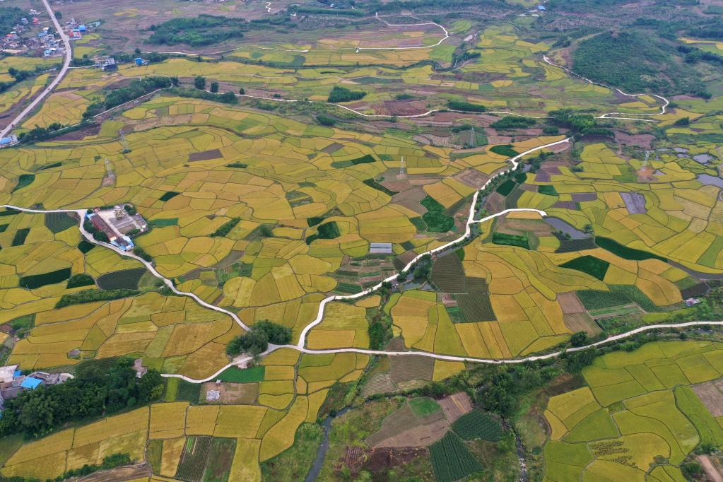 Paisaje del campo en la región autónoma de la etnia zhuang de Guangxi